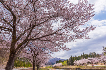 Obraz na płótnie Canvas Amazing Cherry blossom in full Bloom. In Japan, March and April are the best season for cherry blossom viewing.