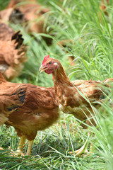 Poule poulet volaille agriculture elevage poulailler bio vert environnement alimentation