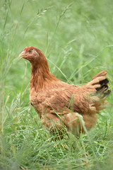 Poule poulet volaille agriculture elevage poulailler bio vert environnement alimentation