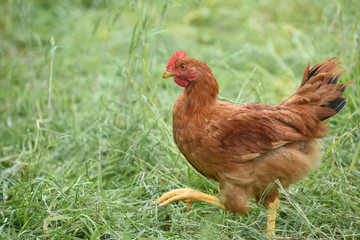 Poule poulet volaille agriculture elevage poulailler bio vert environnement alimentation