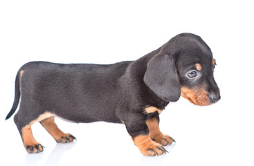 Black dachshund puppy stands in profile. isolated on white background