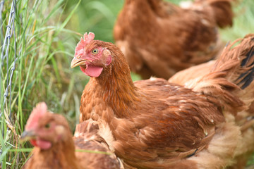 Poule poulet volaille agriculture elevage poulailler bio vert environnement alimentation