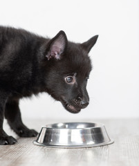 Schipperke puppy drink water from a bowl at home