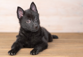 Schipperke puppy lies in front view on the floor at home
