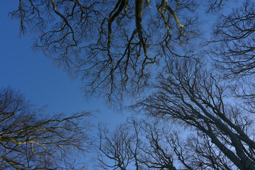 View into the treetops of bare beech trees with small buds in early spring against a clear blue sky, nature background, copy space
