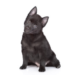 Curious schipperke puppy sits and looks at camera. Isolated on white background
