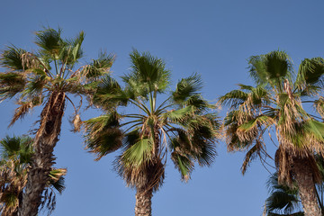 Palm trees on a sunny day with blue sky as background