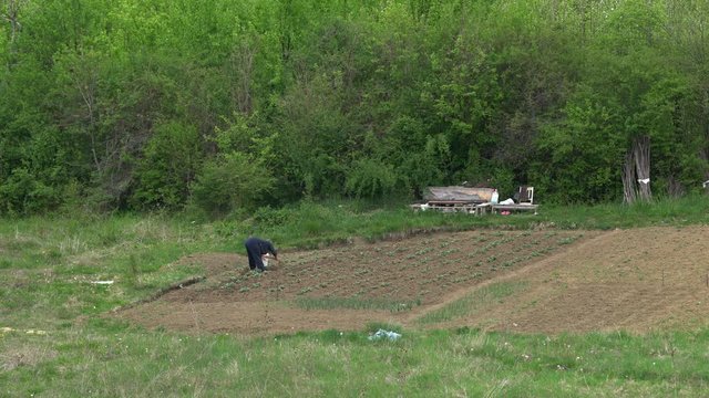 Woman digs ground around vegetables - (4K)