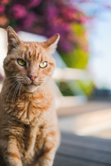 Old orange cat looking up to the camera