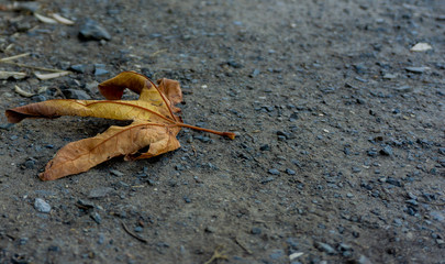 An autumn leaf on gravel