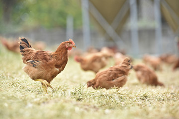 Poule poulet volaille agriculture elevage poulailler bio vert environnement alimentation
