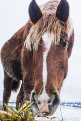 Brown horse eating grass