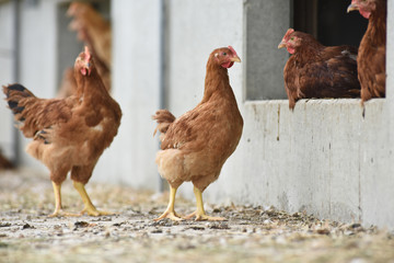 Poule poulet volaille agriculture elevage poulailler bio vert environnement alimentation
