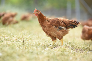 Poule poulet volaille agriculture elevage poulailler bio vert environnement alimentation