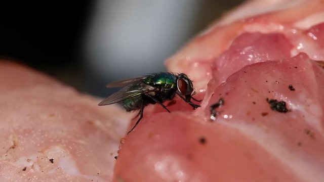 Greenbottle blw flies and house flies eating rotting chicken meat and laying eggs in warm sunny conditions. UK.