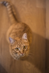 Orange cute kitty looking up to the camera