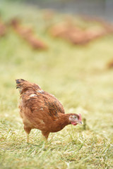 Poule poulet volaille agriculture elevage poulailler bio vert environnement alimentation