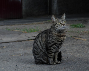 Street cat is sitting on the street. The yard cat walks.