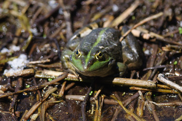 a frog stands over branches