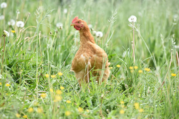 Poule poulet volaille agriculture elevage poulailler bio vert environnement alimentation