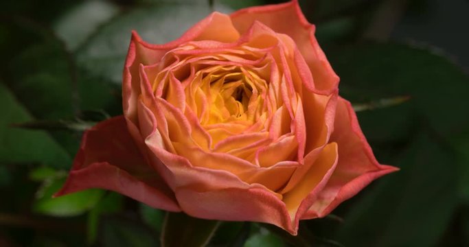 Orange rose growing blossom from bud to big flower on green leaves background