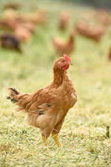 Poule poulet volaille agriculture elevage poulailler bio vert environnement alimentation
