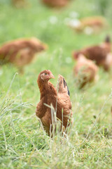 Poule poulet volaille agriculture elevage poulailler bio vert environnement alimentation