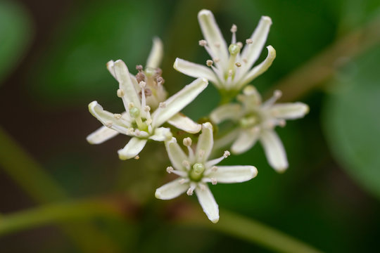 fresh white curry tree flowers on the tree