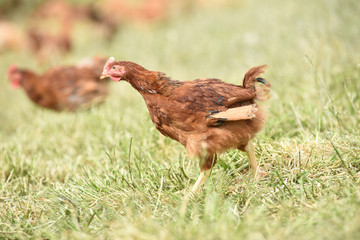 Poule poulet volaille agriculture elevage poulailler bio vert environnement alimentation