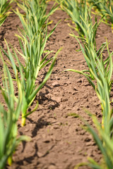 Fototapeta premium Garlic plantation. Rows of plants in the field. Organic horticulture.