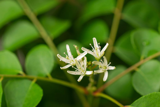 fresh white curry tree flowers on the tree