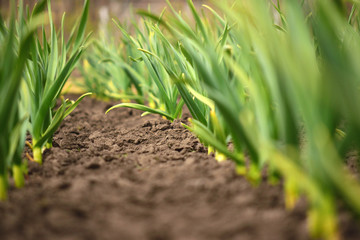 Garlic in the backyard garden. Organic horticulture.