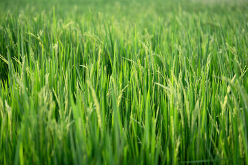 Fototapeta na wymiar close up of the green rice field