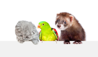 Cat, ferret and parrot look together above empty white banner. isolated on white background
