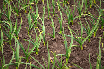 Organic horticulture.  Garlic plantation. Rows of plants in the field.