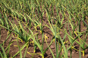 Obraz premium Garlic plantation. Rows of plants in the field. Organic horticulture.