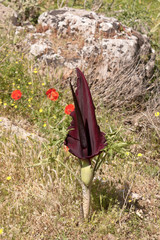Large, flowering plant (Dracunculus vulgaris) close-up