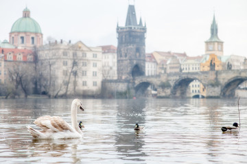 Swan and ducks on the Vltava river near Prague Charles bridge
