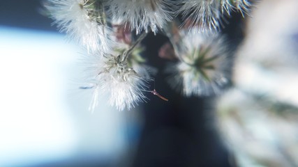 christmas tree branches