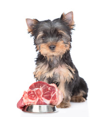 Hungry Yorkshire Terrier puppy sits with bowl of a raw meat. Isolated on white background