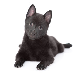 Curious schipperke puppy lies and looks at camera. Isolated on white background