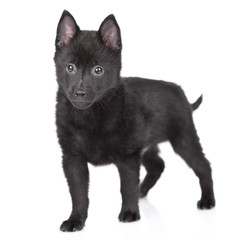 Portrait of a schipperke puppy standing and looking at camera. Isolated on white background