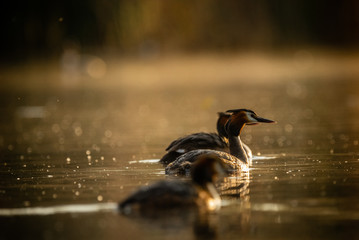 great crested grebe
