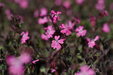 Pink little flowers. Flower bed