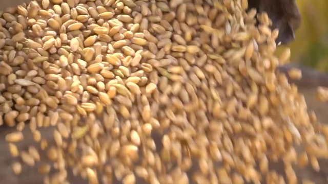 Closeup Of Wheat Grains Being Harvested For Food Industry.