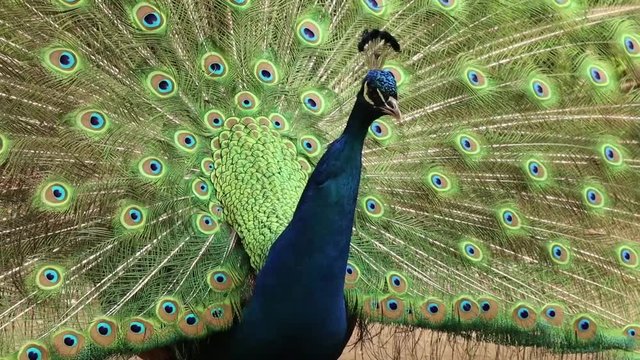 Peacock with Open Feathers Doing a Mating Dance and Turning Around. Close up, Absolutely Beautiful.