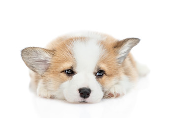 Sad ill Corgi puppy lies and looks away. isolated on white background