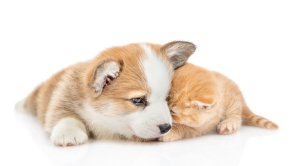 Pembroke welsh corgi puppy lies  with tiny kitten. isolated on white background