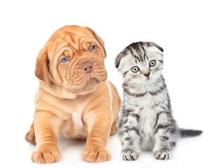 Tabby kitten and mastiff puppy sit in front view and look at camera together. isolated on white background