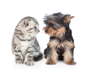 Yorkshire Terrier puppy and kitten  look at each other. Isolated on white background